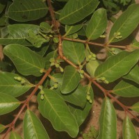 Psidium guineense Sw.